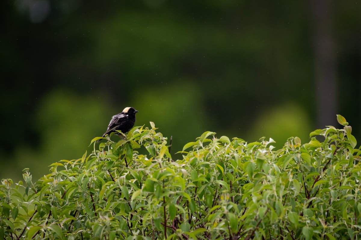 A bobolink at the Brighton Wetland. The area is a stop for thousands of migratory birds.