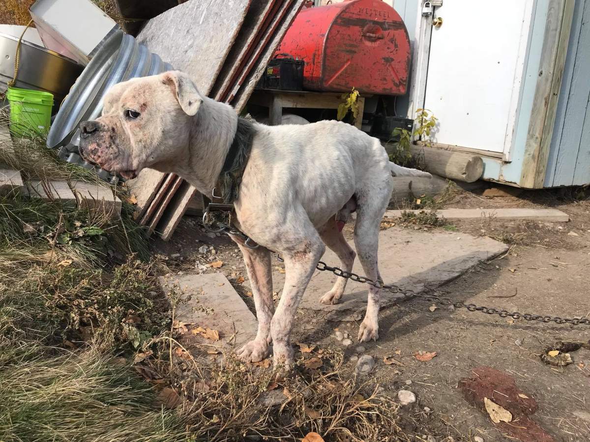 A Manitoba dog rescue says 10-year-old Nobel was unlikely to have lived much longer in his condition.