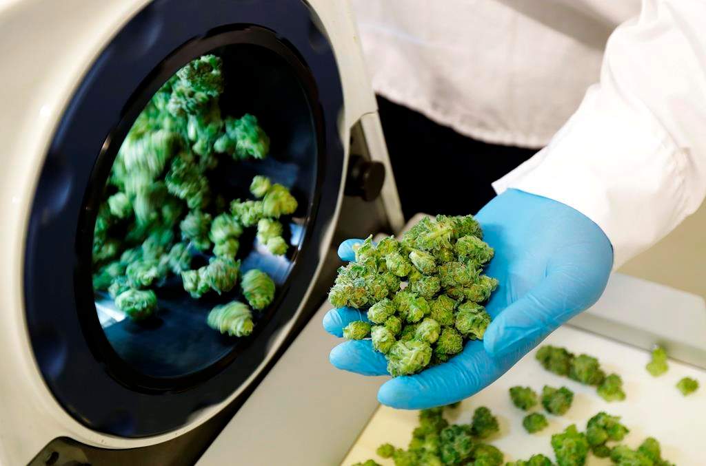 On Wednesday, Oct. 17, 2018, Canada will become the largest country in the world to legalize recreational marijuana, making it more-easily available in seven more NHL cities in addition to Denver, where it‚Äôs been legal since 2012. (AP Photo/Ted S. Warren, File).