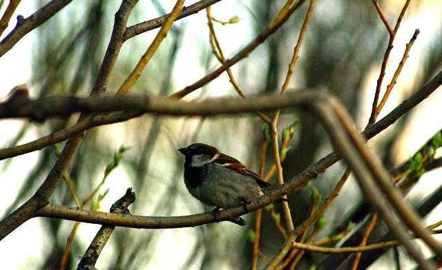 Fermented berries can be intoxicating for birds.