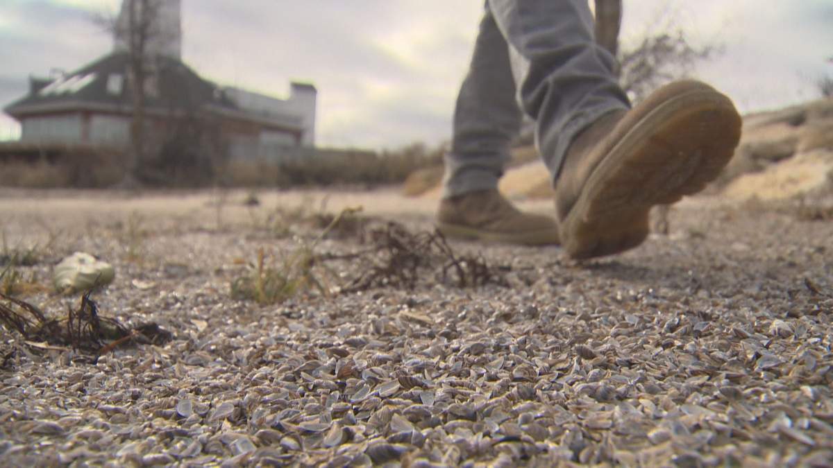 Zebra mussels cover much of the sand on Pelican Beach, just north of Gimli. The invasive species can have an impact on algae, which in turn has an impact on fish who rely on it for food.