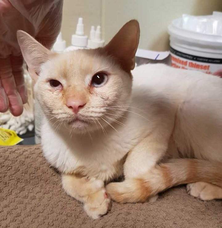 One of the cats that was recently surrendered