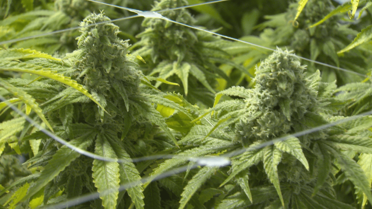A file photo of cannabis. Five people are charged with unlawfully selling cannabis after Saskatoon police seized over 1,800 grams.