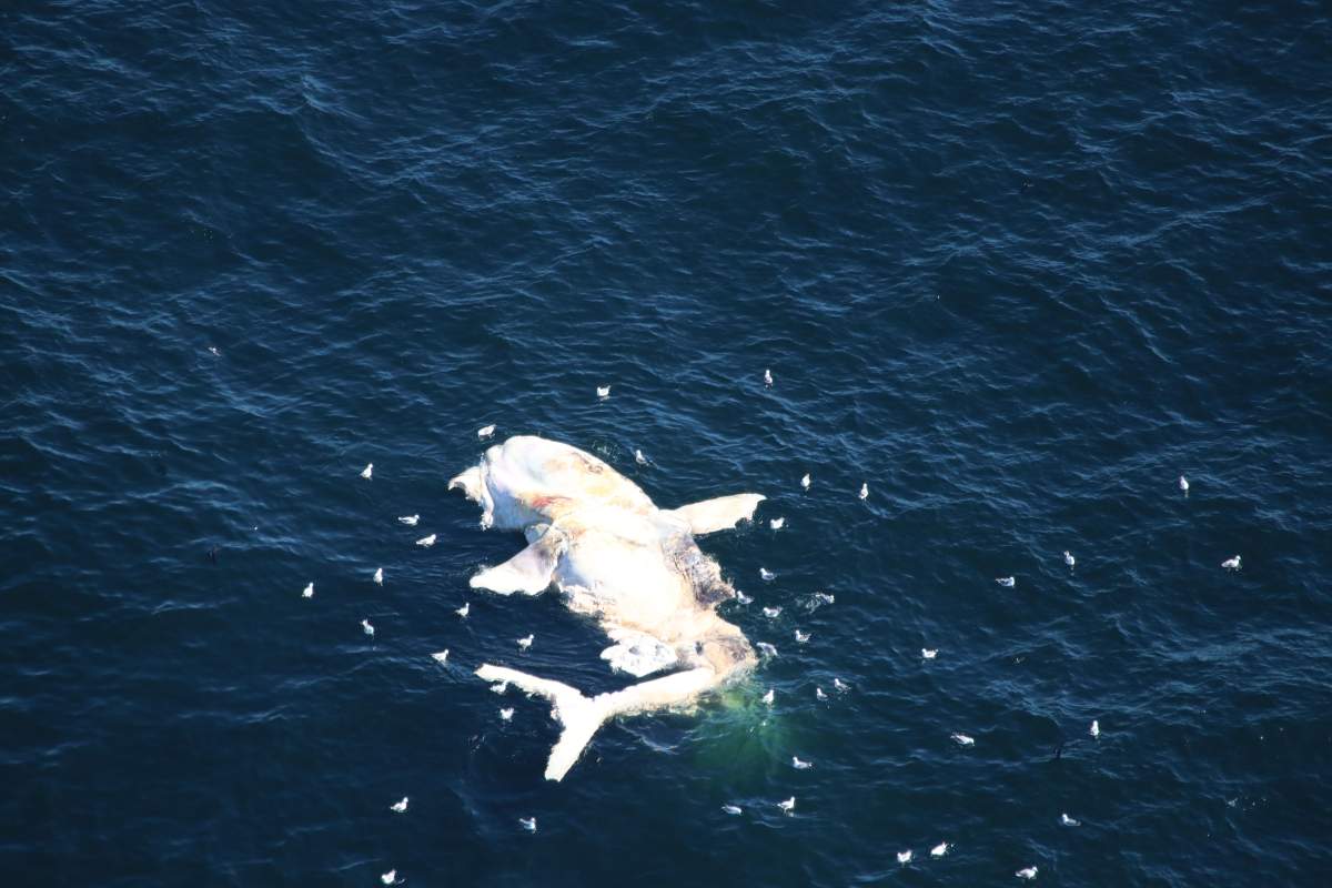 The carcass of a North Atlantic Right Whale spotted off of Nantuckt on Oct. 15, 2018. 