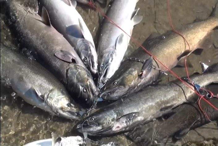Salmon caught in the Ganaraska River in Port Hope.