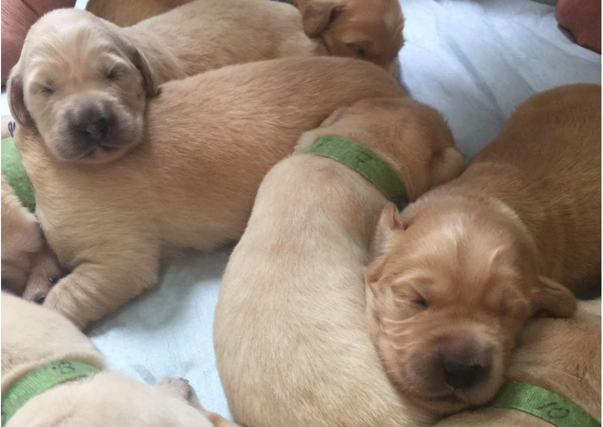 The dogs are named after famous artists, just like their mom Monet.