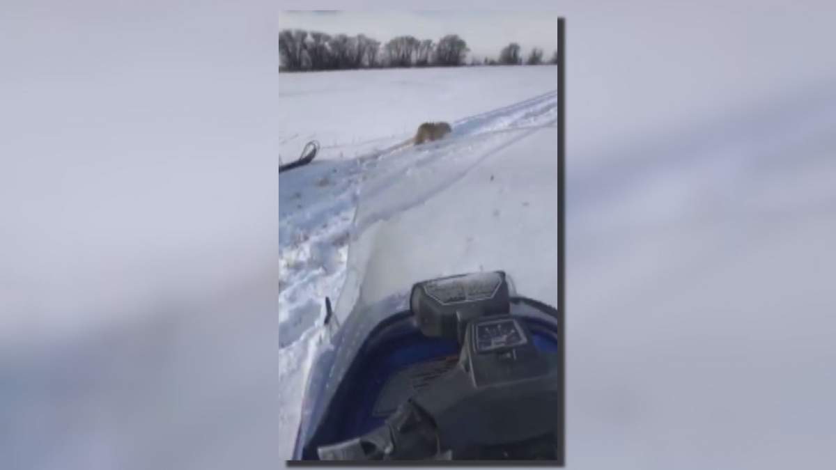 Grande Prairie RCMP is investigating after a video shared online appears to show the inhumane death of a coyote.