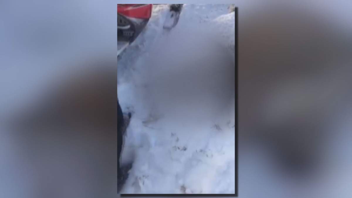 Grande Prairie RCMP is investigating after a video shared online appears to show the inhumane death of a coyote.