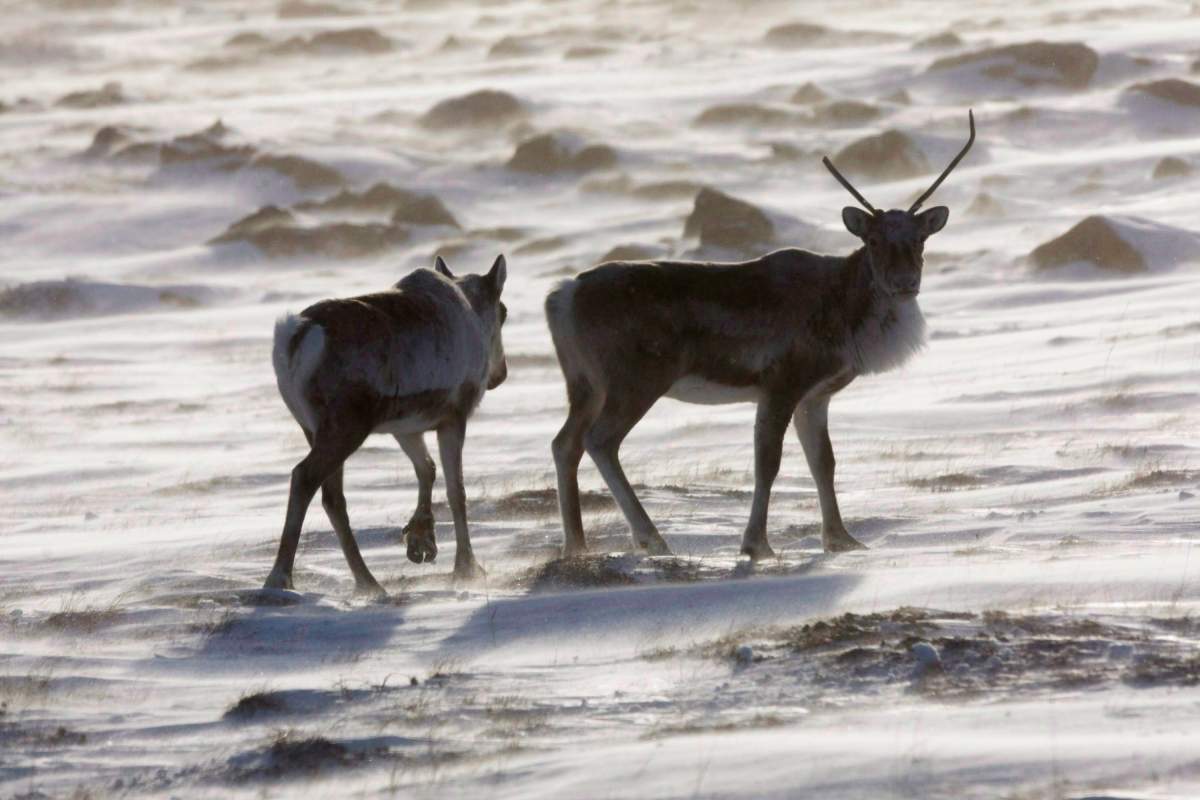 Wild caribou roam the tundra near The Meadowbank Gold Mine located in the Nunavut Territory of Canada on March 25, 2009. 