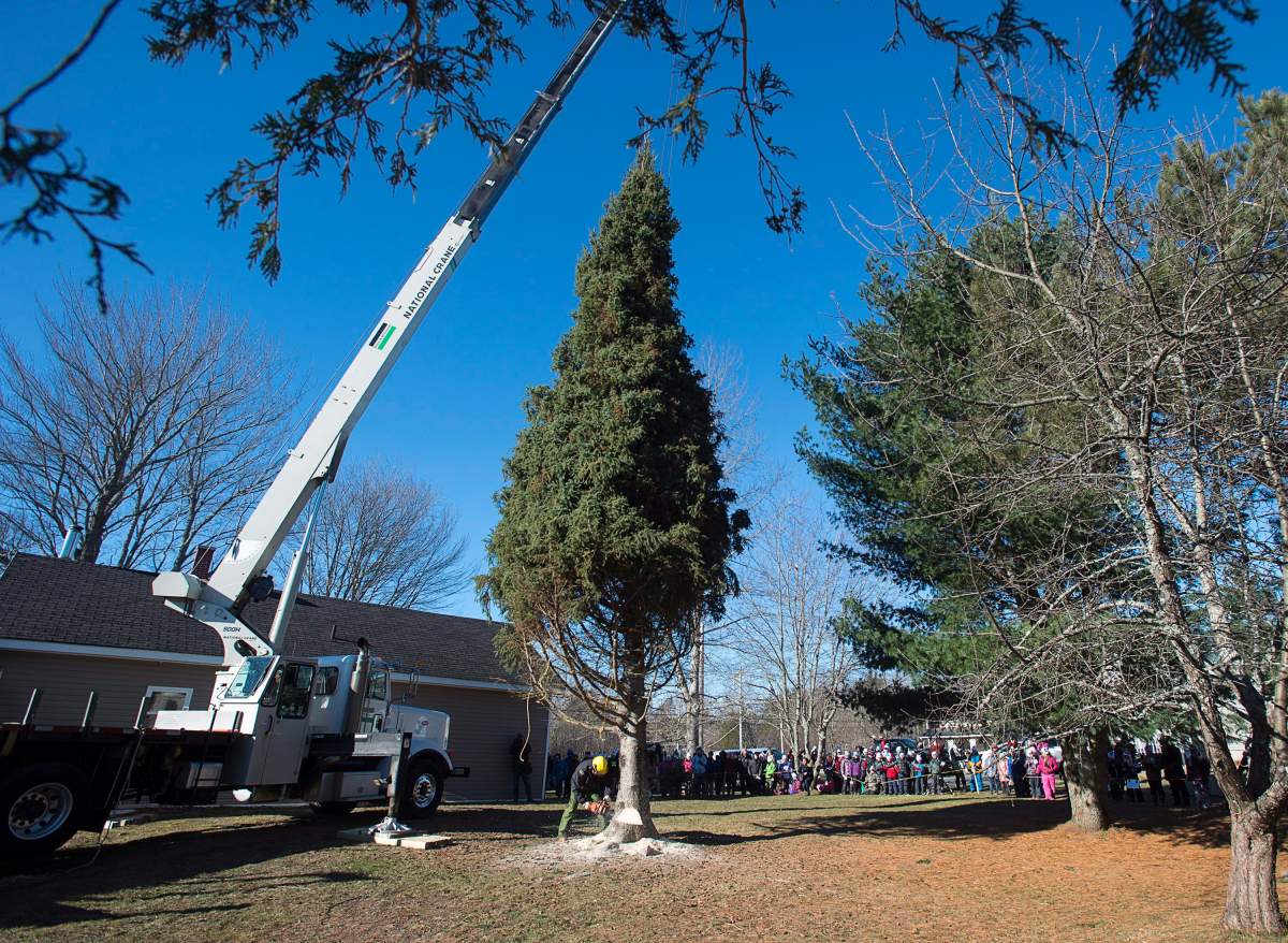 A technician cuts a Christmas tree in Oxford, N.S. on Thursday, Nov. 15, 2018.