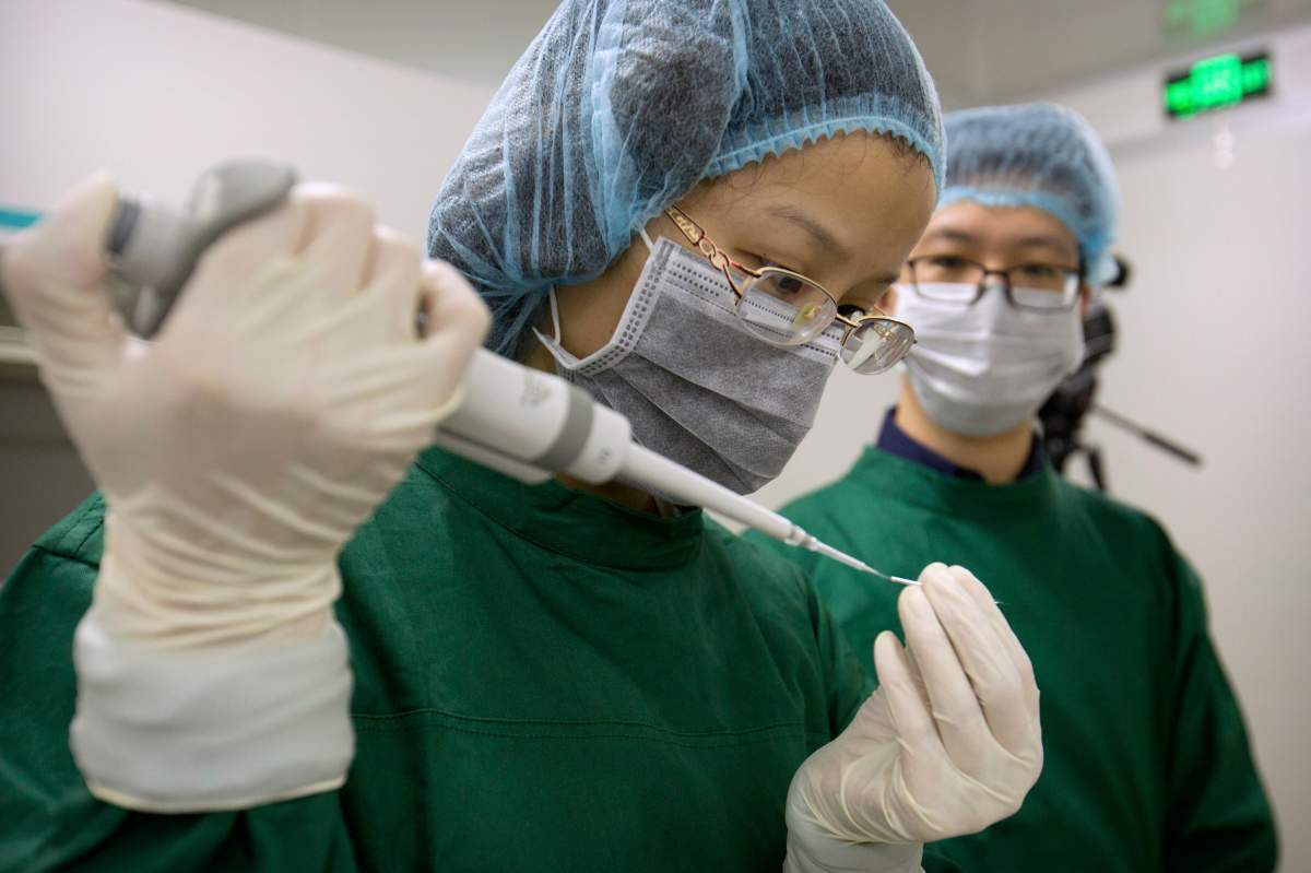 In this Oct. 9, 2018 photo, Zhou Xiaoqin, left, loads Cas9 protein and PCSK9 sgRNA molecules into a fine glass pipette as Qin Jinzhou watches at a laboratory in Shenzhen in southern China’s Guangdong province.