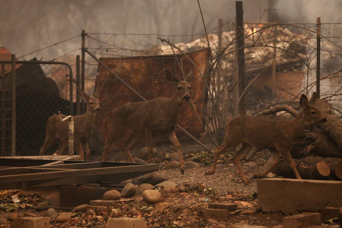 A group of deers walk through properties destroyed by the the Camp Fire in Paradise, California, U.S. November 9, 2018.