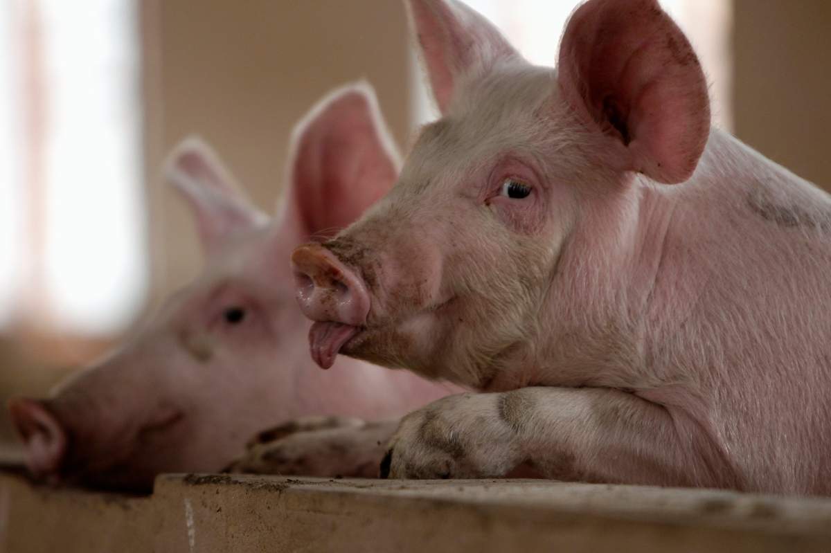 FILE PHOTO: Pigs are pictured at a farm on the outskirts of Kunming, capital of southwest China's Yunnan province November 30, 2011. REUTERS/Jason Lee/File Photo.