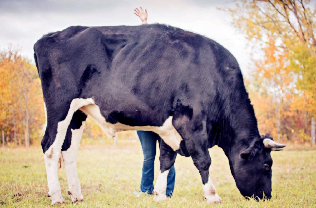 Dozer the steer is almost six-foot-five-inches tall.