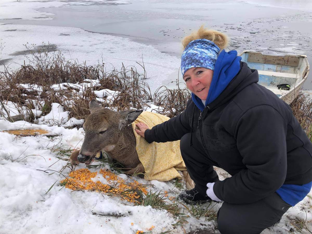 Stephanie Christopher covers a deer in blankets after she and her husband rescued it from Pigeon River in the City of Kawartha Lakes on Sunday.