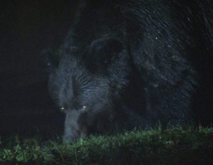Some residents in Bella Coola B.C. have become so concerned about the growing grizzly bear population in the community, they have now set up nightly patrols to help protect themselves.
