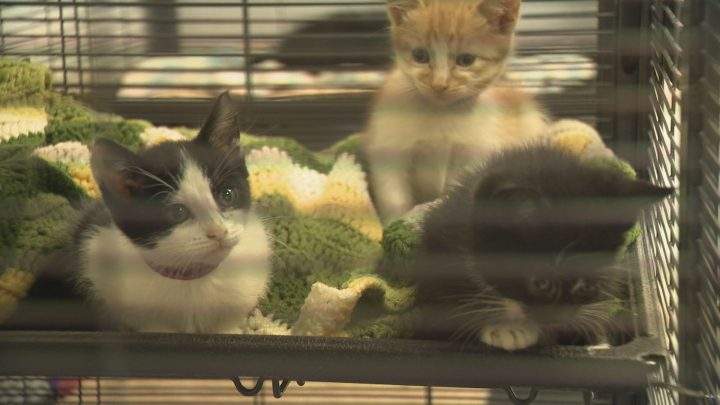 Some of the cats pictured at AARCS on Saturday.