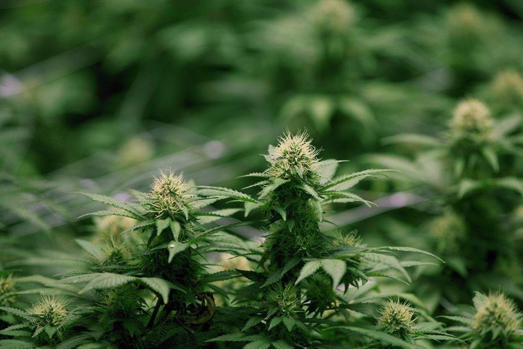 Ottawa police have not released the amount of product ceased or the number of people that were arrested.