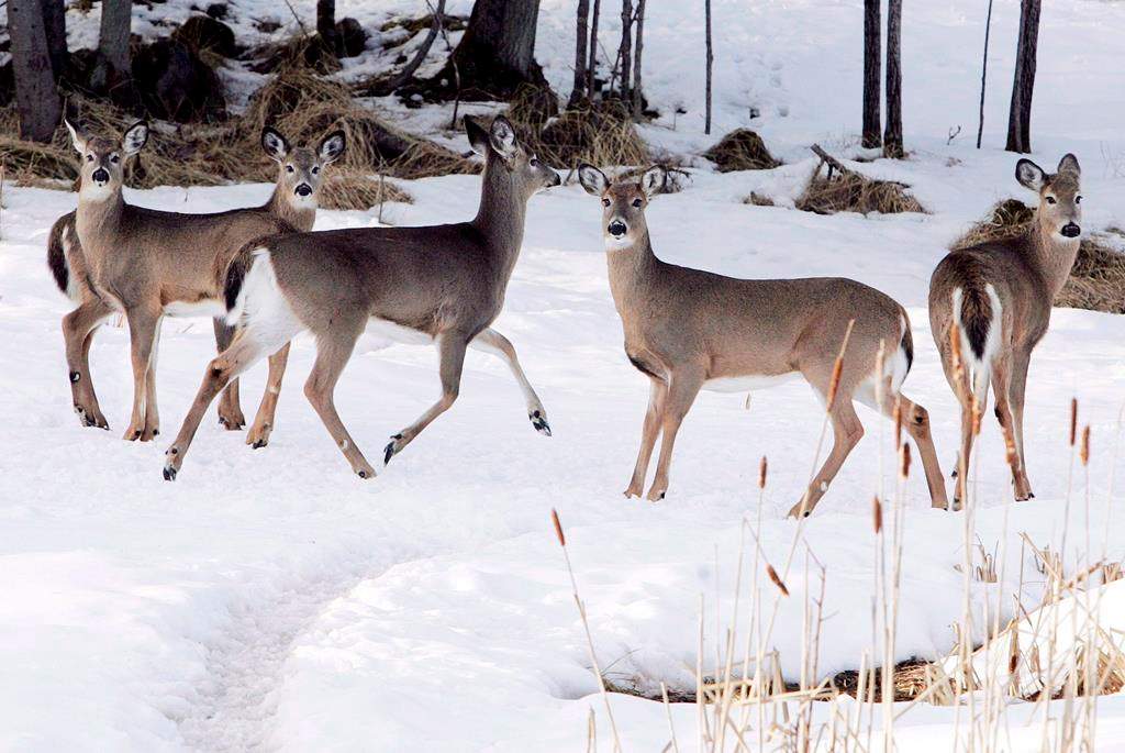 The MNRF are investigating the shooting of deer on private property in Hastings County.