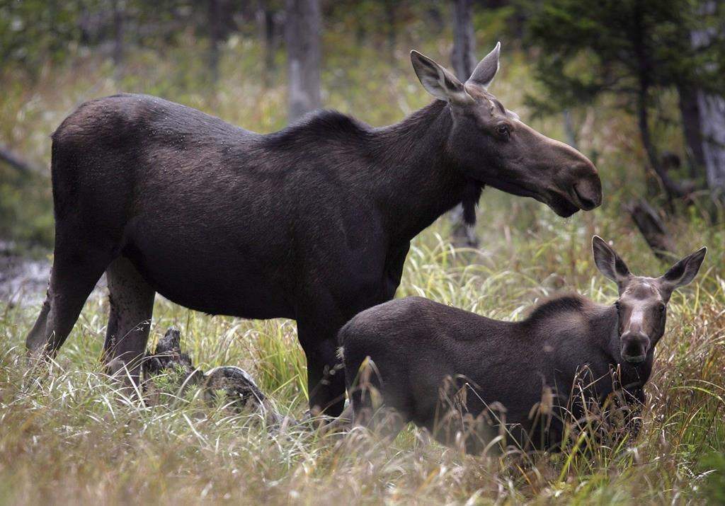 Moose graze in Franconia, N.H. in an Aug.21, 2010 file photo.