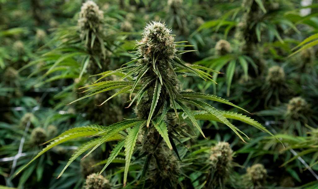 A flowering cannabis plant is seen at Blissco Cannabis Corp. in Langley, B.C., on October 9, 2018.