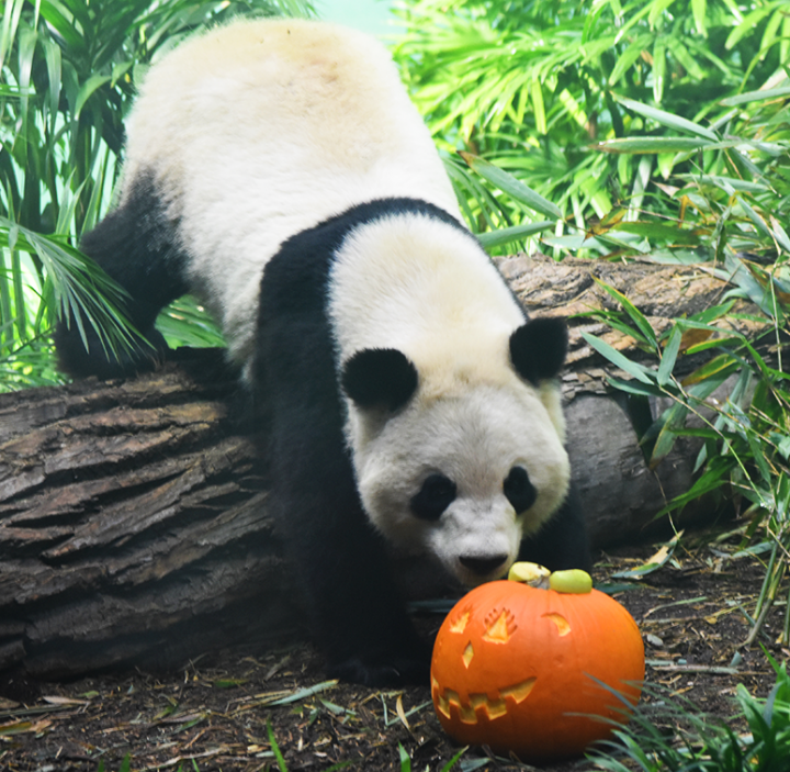 The giant pandas and the Pallas’s cat munched on pumpkins on Halloween.