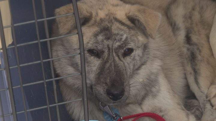 Alison arrived in Calgary over the weekend after being saved from a South Korean dog meat farm.