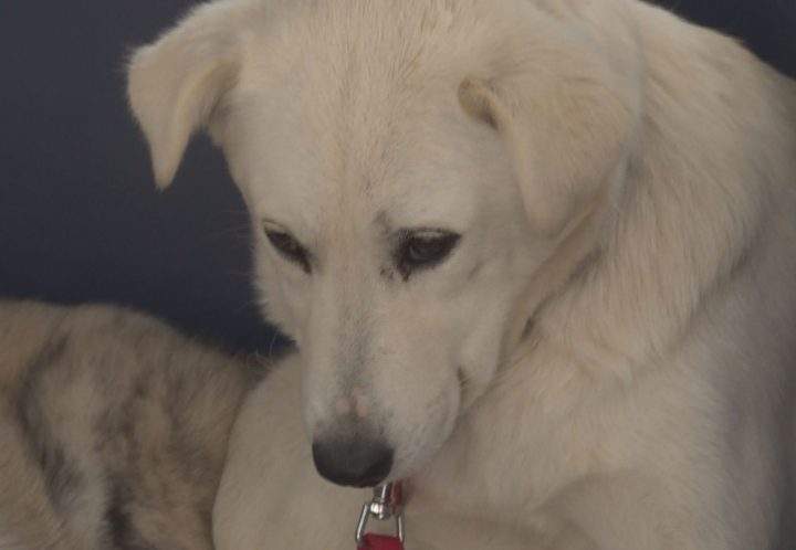 Liz arrived in Calgary over the weekend after being saved from a South Korean dog meat farm.