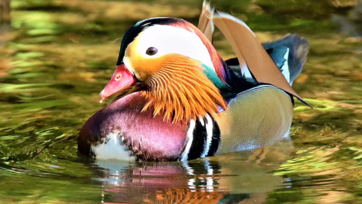 A brightly coloured Mandarin duck is making waves in Vancouver and Burnaby.