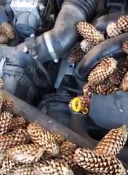 Edmonton woman Ariel Durkin popped her hood on Wednesday, November 7, 2018 to find a red squirrel had turned her Subaru Impreza into a winter food stash.