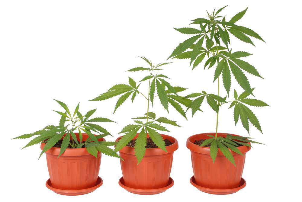 Marijuana plants are seen in this file image .