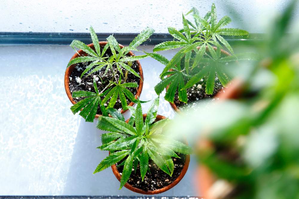 The City of Hamilton is amending its nuisance bylaw as a result of large-scale personal grow operations in the area.