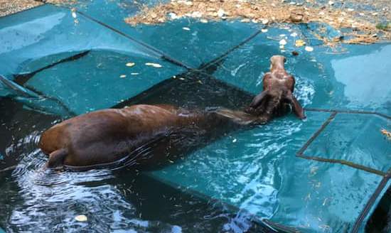 A horse trapped in a pool in Paradise, Calif. on Nov. 11, 2018.