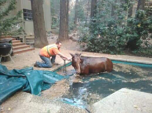A horse is freed from a pool in Paradise, Calif. after wildfires ravaged the community on Nov. 11, 2018.