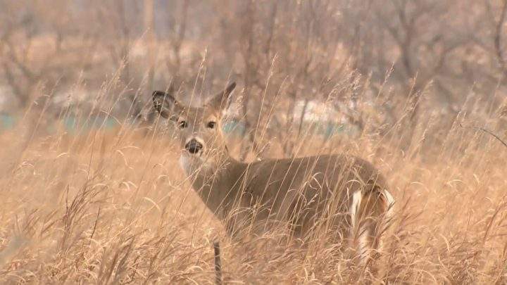 This is a photo of a deer in a Saskatchewan field.