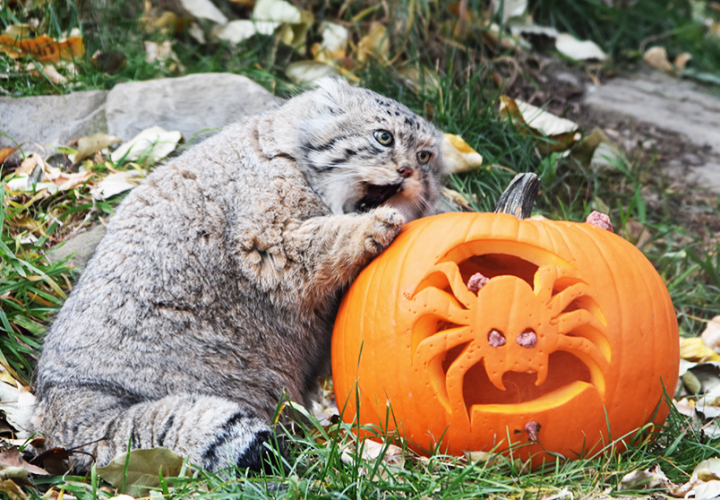 The giant pandas and the Pallas’s cat munched on pumpkins on Halloween.