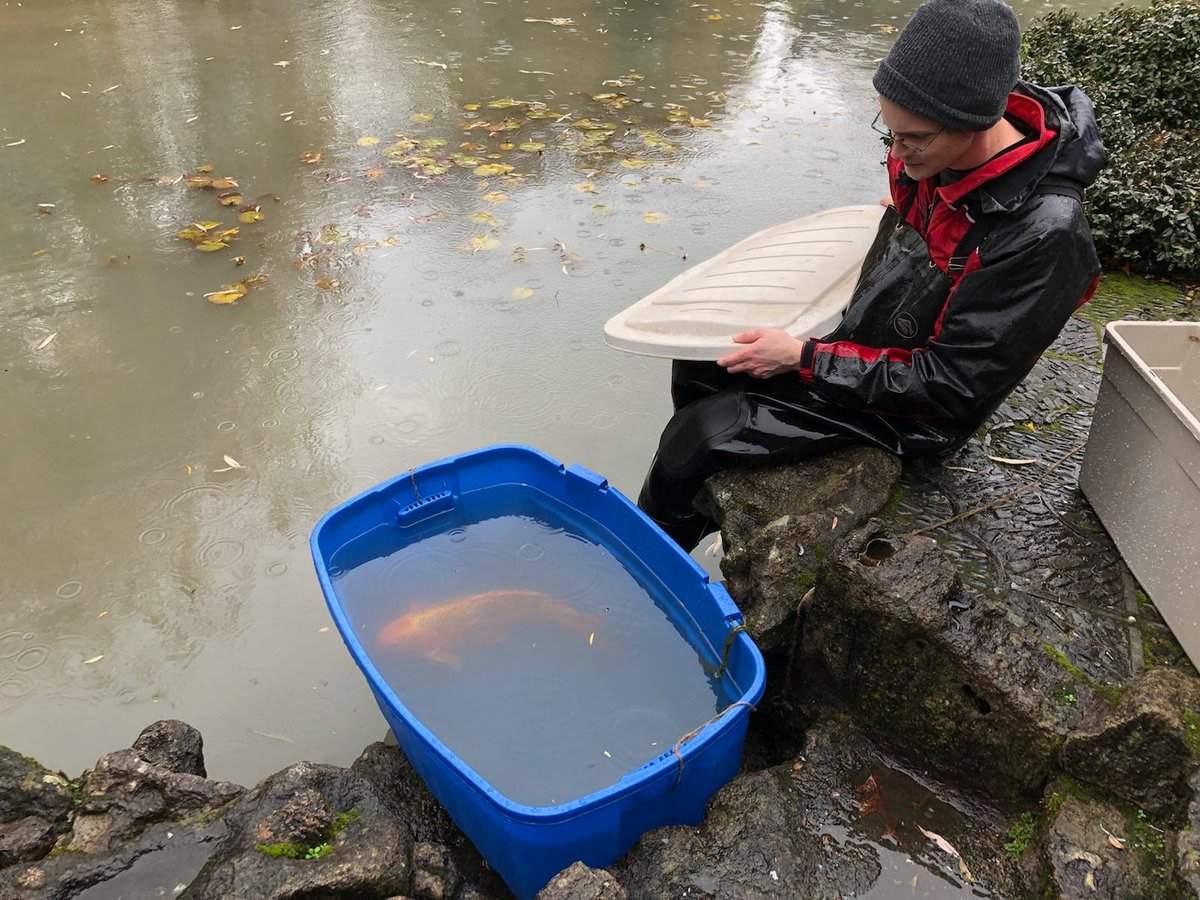 One koi has been rescued from the pond and transferred to the Vancouver Aquarium for safekeeping.
