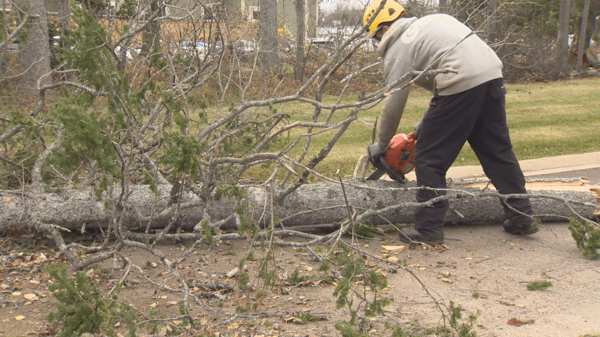 Morrison believes water saturation in the roots was also a contributing factor to knocking down so many trees.