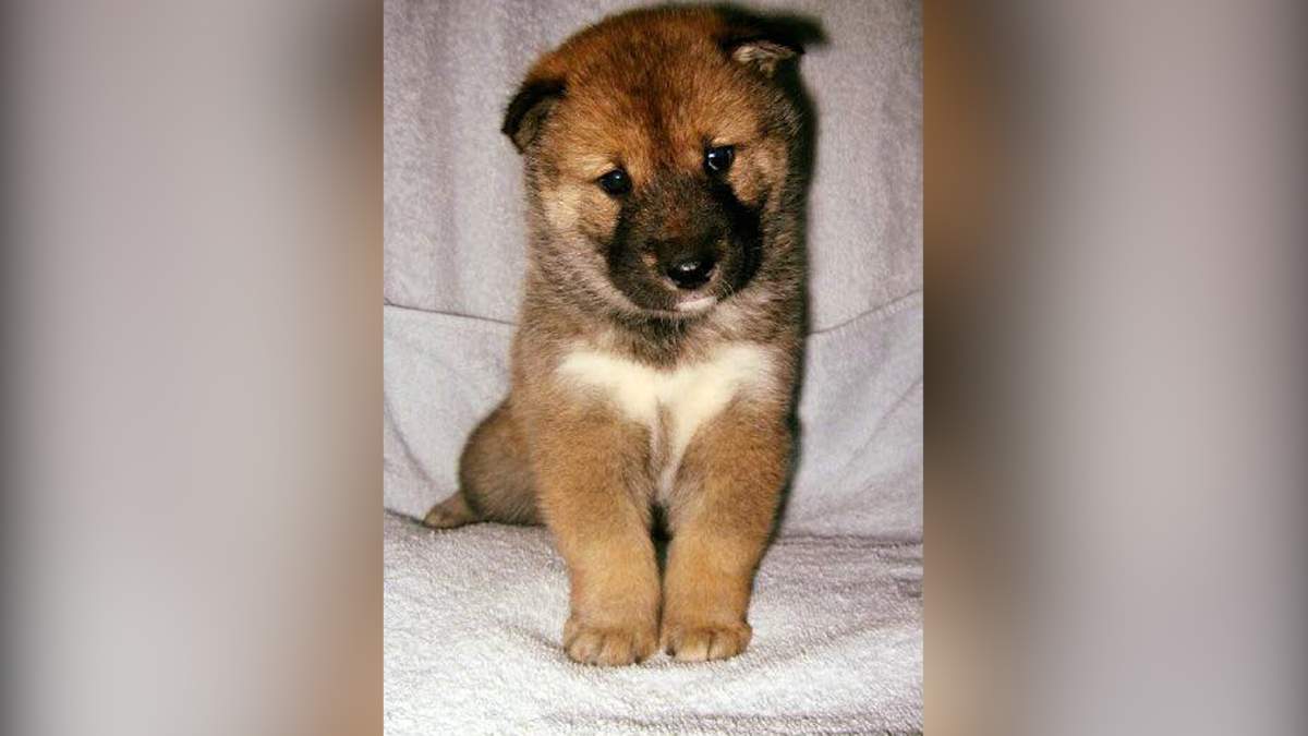 Paul Heroux’s dog Mura as a puppy.