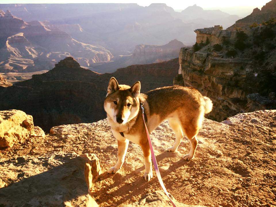 Paul Heroux’s dog Mura at the Grand Canyon on the duo’s 12-day cross-country trip.