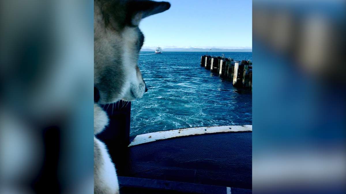 Paul Heroux’s dog Mura on the B.C. ferry headed to Vancouver Island.