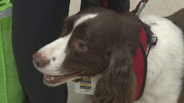 Murphy, the six-year-old English springer spaniel.