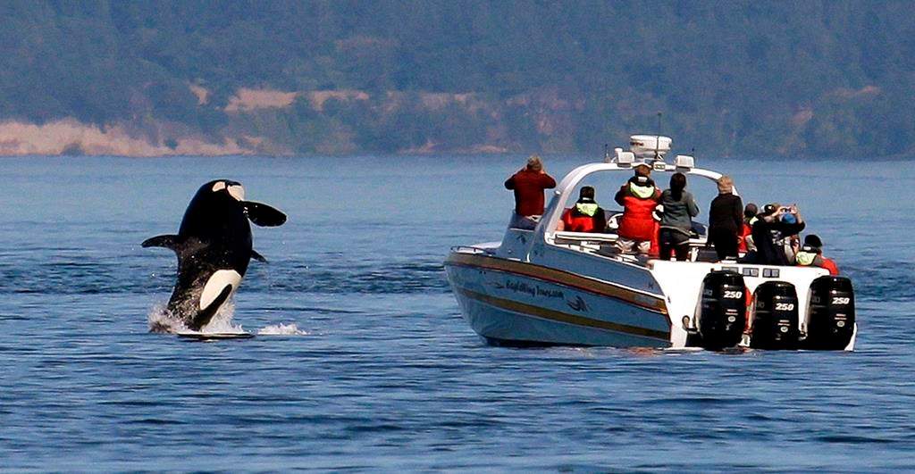 FILE - In this July 31, 2015 file photo, an orca leaps out of the water near a whale watching boat in the Salish Sea in the San Juan Islands, Wash. 