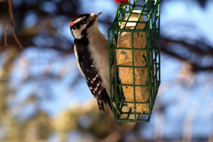 A male downy woodpecker on a suet feeder.