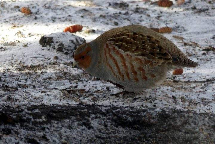 A grey partridge stops in for a quick treat of seeds that fell from a bird feeder.