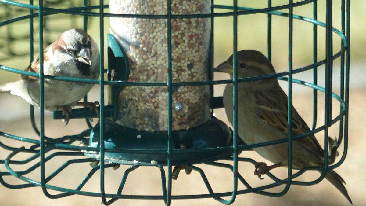 Sparrows on a feeder with an outer cage to keep larger birds and squirrels out.