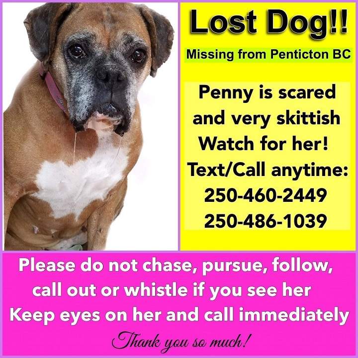 Lost dog in Penticton: Have you seen Penny? - image