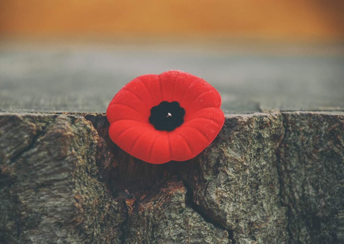 A poppy pinned into the edge of a tree stump.