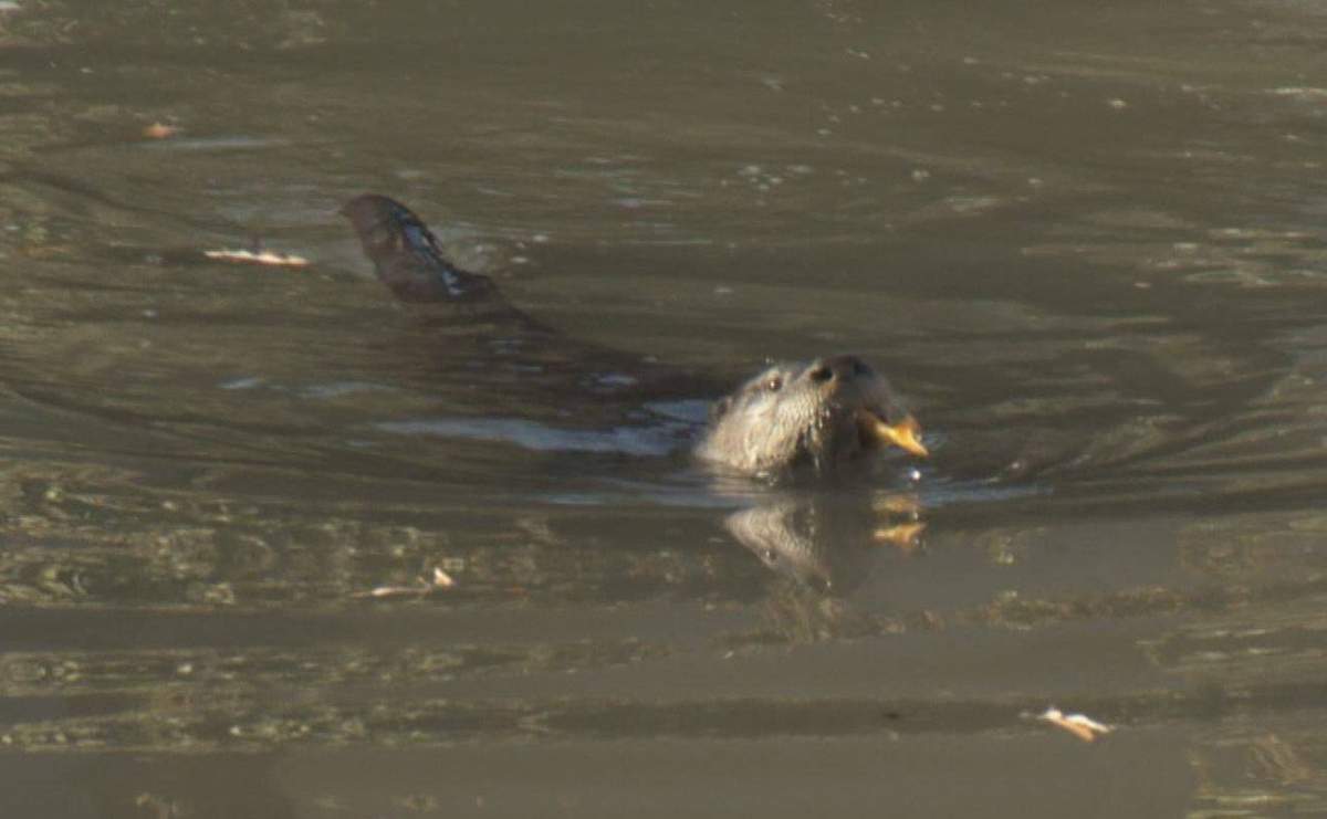 The otter in the pond in the gardens Monday. Credit: Global News.