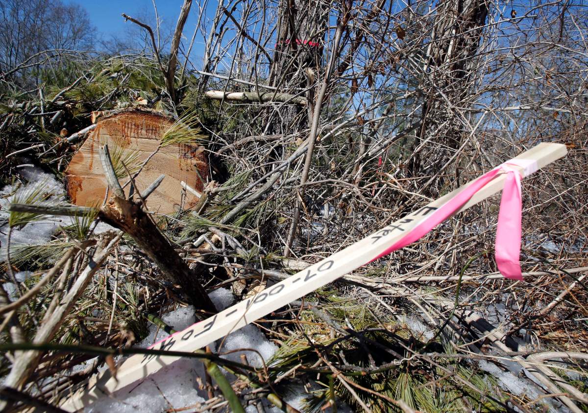 Downed trees and surveyors sticks mark the route of the Atlantic Coast Pipeline in Deerfield, Va., Thursday, Feb. 8, 2018. Work is progressing on clearing a path for the pipeline.